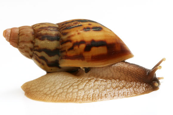 Lissachatina zanzibarica semiadult